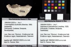 Foto (Objket + Etiketten) von Cracensigillatus acutirostris (Moericke, 1889) 